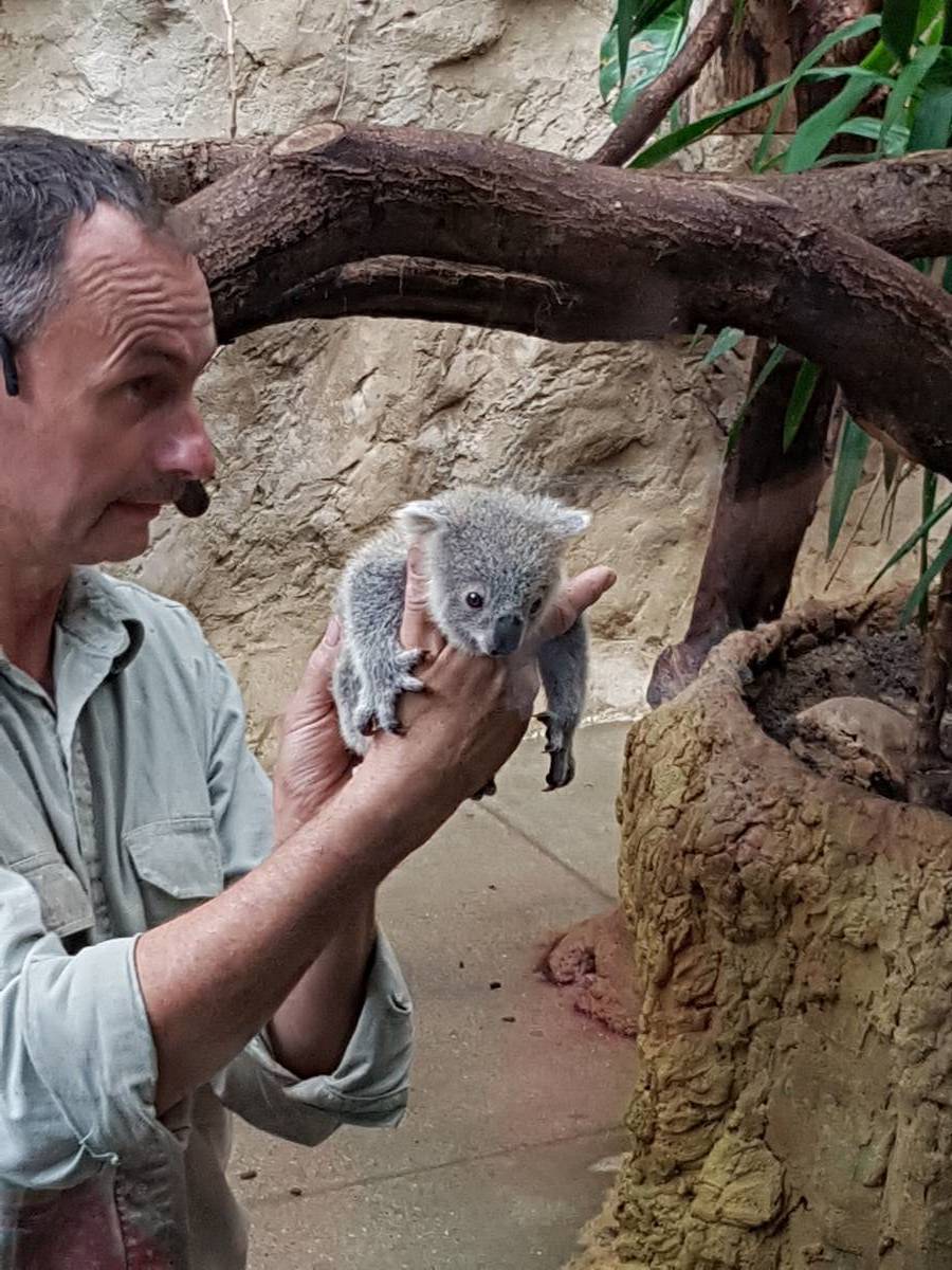 Tierpfleger Mario Chindemi mit einem Baby-Koala