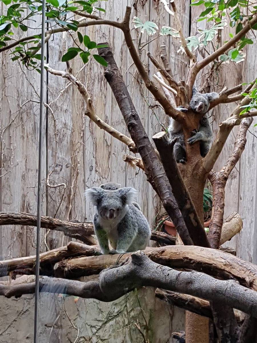 Koalas im Duisburger Zoo