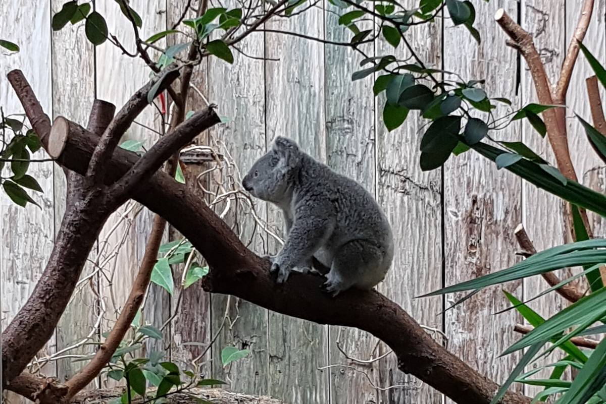 Koala sitzt